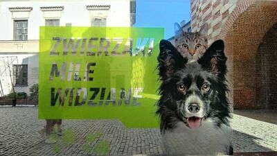 Lublin. Skończy się merdanie ogonem i rozczulające spojrzenie. Z pupilem wejdziesz do urzędu lub restauracji