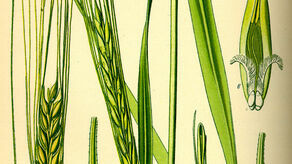 Który jęczmień jest twardzielem? Jest przewodnik dla rolników