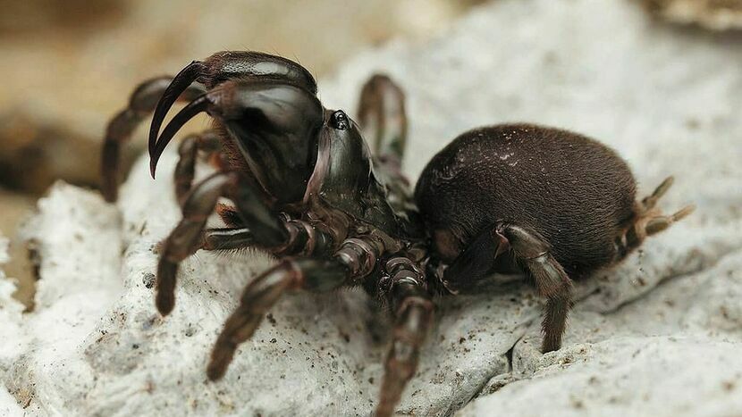 Gryziel stepowy - to jeden z pająków, które można spotkać na terenie Mięćmierza. Unikatowych gatunków roślin i zwierząt nad Wisłą jest znacznie więcej. Ich ochronę ma ułatwić ustanowienie nowego rezerwatu przyrody.