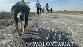 Im więcej będzie wolontariuszy, tym przyjemniejsze stanie się życie zwierzaków, które nie mają swoich domów i muszą mieszkać w schronisku