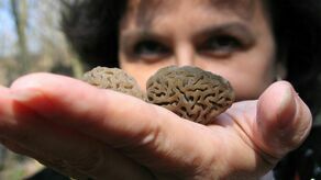 Smardze na zdjęciach urosły w moim ogrodzie 1 kwietnia i nie jest to prima aprilis – mówi Ireneusz Pilipczuk.