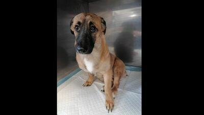 Tymek to siedmiomiesięczny szczeniak, który w poniedziałek został brutalnie zaatakowany. Na skutek pobicia doznał poważnego złamania łapy oraz uszkodzenia wątroby 