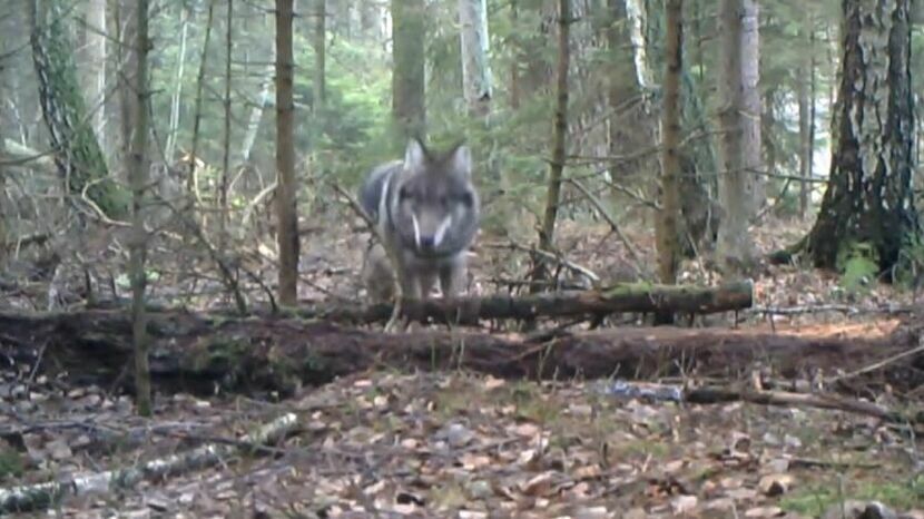 Wilk zarejestrowany w fotopułapce w łukowskich lasach