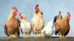 Nadchodzi koniec męczarni kur.  Chów klatkowy będzie zakazany
