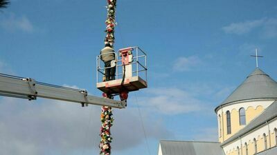 Wielkość tej palmy robi wrażenie 