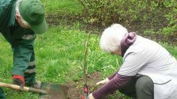 Lublin. Na LSM ktoś ukradł magnolię. Posadzili ją zaledwie w ubiegłym tygodniu