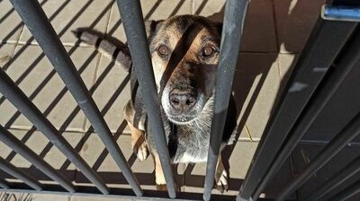 Teraz na spacery są wyprowadzane tylko psy, które umieją korzystać ze smyczy. Na wybiegu, także inne dostaną szanse, aby się tego nauczyć