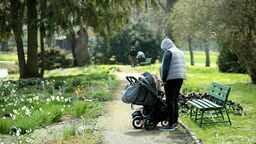 Ogród Botaniczny poleca się na spacer. Za chwilę zakwitnie 120 tulipanów