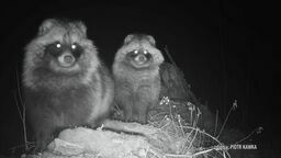 Azjatyckie drapieżniki były widziane nad Wisłą