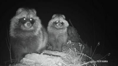 Azjatyckie drapieżniki były widziane nad Wisłą