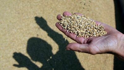 Skupował zboże, ale nie płacił. Oszukanych rolników może być więcej 