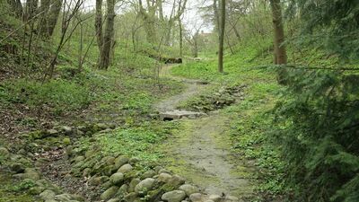 Zastrzelono młodego wilka w lasach łukowskich "Świadome działanie sprawcy"