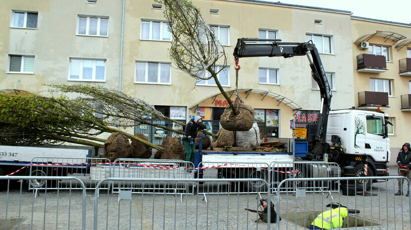 Drzewa dotarły do Hrubieszowa w środę i od razu zostały zasadzone w przygotowanych dla nich głebokich wykopach