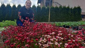 Całe szczęście, że moja teściowa ma zapał i czas, by zadbać o ogród przy domu. Ja, niestety, od świtu do nocy zajmuję się roślinami, które trzeba starannie pielęgnować, by do klientów trafiły w jak najlepszej formie – mówi Anna Stręciwilk i dodaje, że jest najlepszy przykładem tego, że „szewc bez butów chodzi”.