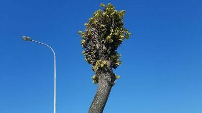 Tak podcięto drzewa w Kraśniku