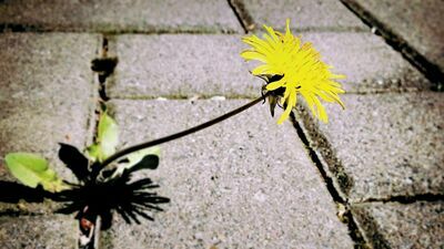 Beton zalał polskie miasta "Zieleń staje się znów modna"