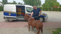 Kucyk na gigancie. Właściciel poszukiwany 