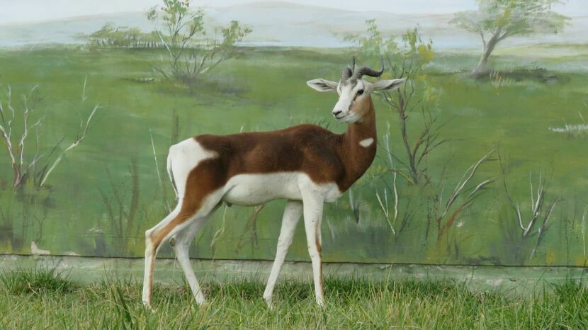 Gazele mhor należą do największych z gazel żyjących w Afryce, a jednocześnie są najmniej wytrzymałymi na brak wody spośród zwierząt pustynnych. Zalicza się je do gatunków krytycznie zagrożonych wyginięciem.
