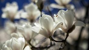 Naleśniki z kwiatami magnolii i kiszone stokrotki. Przepisy kulinarne