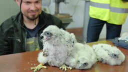 Dwie samiczki i samiec Wrotki i Czarta