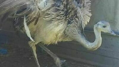 Struś uciekinier wysiada z samochodu w domu.