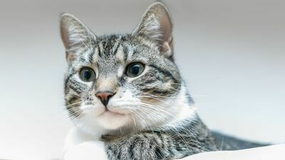 Koty z powiatu świdnickiego muszą siedzieć w domach i tak jak psy przyjąć szczepionkę przeciwko wściekliźnie