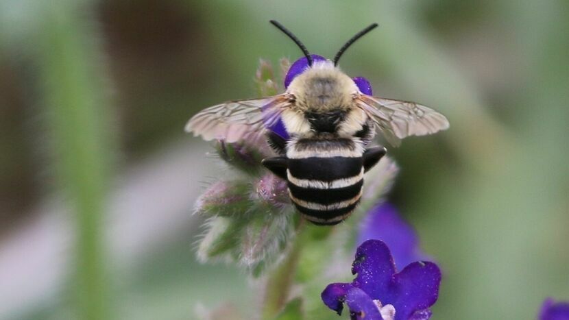 Gatunek tej pszczoły występuje na dawnej strzelnicy w Łukowie. To jedno z trzech siedlisk w Polsce