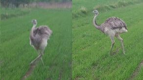 Struś jest jeszcze młody, płochliwy