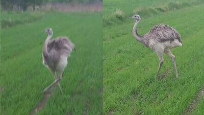 Struś jest jeszcze młody, płochliwy