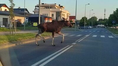 Autor zdjęć opublikował je w mediach społecznościowych. Część komentujących zwróciła uwagę na ich podobieństwo do kadru z czołówki popularnego serialu z lat 90-tych "Przystanek Alaska". 