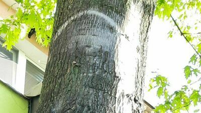 Twarz na drzewie i modlitwy. Ludzie się skrzykują na podróż do "cudu w Parczewie"