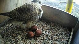 Ptasi podglądacze już zacierają ręce. Chełmskie pustułki oczekują młodych