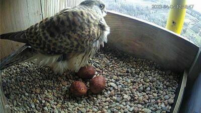Ptasi podglądacze już zacierają ręce. Chełmskie pustułki oczekują młodych