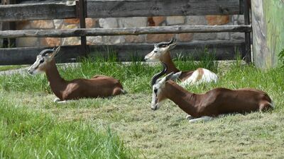 Gazele mhor dobrze zniosły podróż z Madrytu do Zamościa
