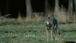 Wilki w Zawieprzycach? Czytelnicy mówią, że mają na to "twarde dowody"