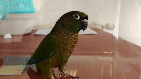 Rudosterka zielonolica prosto z granicy w Hrebennem trafiła do ogrodu zoologicznego w Zamościu. Najpewniej tutaj zostanie