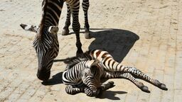 Nowa zeberka w zamojskim stadzie to chłopiec. Jeszcze nie otrzymał imienia. Pracownicy ZOO czekają z tym do czasu, aż samczyk będzie już naprawdę silny i samodzielny