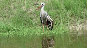 Do rannego bociana nie dało się dotrzeć inaczej, jak tylko łodzią od strony rzeki. Pogranicznicy stanęli na wysokości zadania