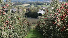Nasz pomysł na niedzielny obiad: jabłka w roli głównej 