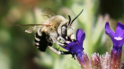 Łuków chwali się pszczołami celebrytkami. Miodu nie dają, ale świetnie zapylają