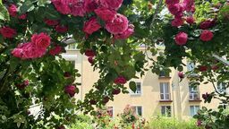 W pierwszej edycji BO 337 osób zagłosowało na pomysł, by skwer między ulicami Niepodległości, Reja i Norwida zamienić w różany ogród