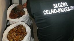 Zosin. Wpadł na granicy z bursztynem za ponad 300 tys. złotych