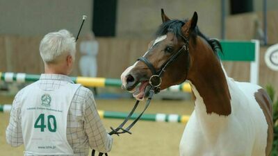 Na lubelskim Felinie odbył się VIII Ogólnopolski Czempionat Kuców oraz Ogólnopolski Pokaz Kuców i Koni Małych