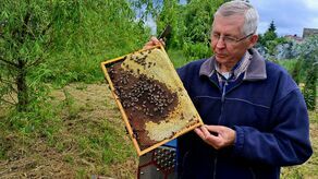 Janusz Czuwara miejską pasieką zajmuje się od dwóch lat, ale doświadczenie ma ogromne i wieloeltnie. Sam jest właścicielem pasieki z 60 ulami. O pszczołach wie wszystko.