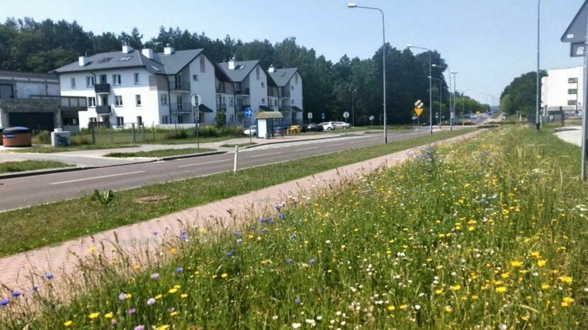 Trawnik przy ulicy Sosnowej w Puławach. Zgodnie z nową koncepcją, miejska zieleń ma być bardziej bujna