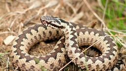 Lubelskie. Urzędnicy ostrzegają mieszkańców przed żmijami