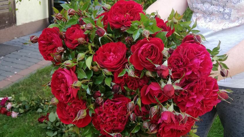Farruca Courtyard, ta czerwona róża została uznana najpiękniejszą na tegorocznej wystawie w Końskowoli