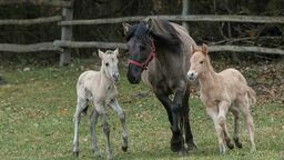 Koniki polskie we Floriance