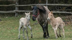 Koniki polskie we Floriance