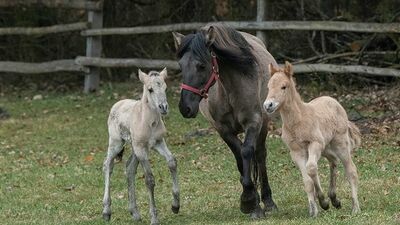 Koniki polskie we Floriance